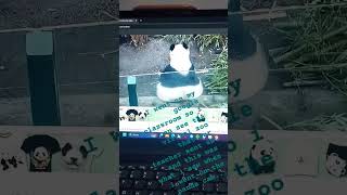 Panda cam🐼🍑 panda butt big funny zoo [upl. by Courtland]