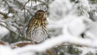 Messiaen La grive musiciennethe song thrush [upl. by Pacifa716]