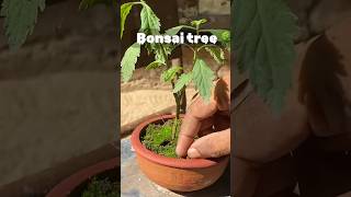 Bonsai tree making 🌳🌳  gardening indoorplants spotifymusic garden paviloj Highlight [upl. by Eleonore434]