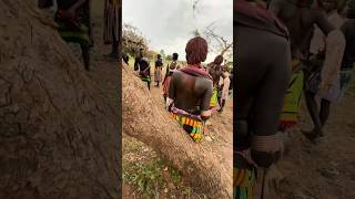 Bull Jumping Ethiopia 🇪🇹 africa tribe ethiopia [upl. by Follansbee]