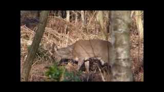 Roe Deer and Muntjac Deer Spring 2014 [upl. by Schwerin935]