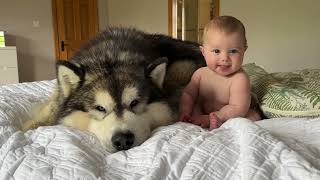 Giant Husky Adopts Adorable Baby Boy As His Own Cutest Ever [upl. by Wilma]