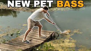 Catching Baby Bass for my New Aquarium [upl. by Sidnee130]