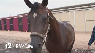 Preview of the Scottsdale Arabian Horse Show at Westworld [upl. by Dibri]