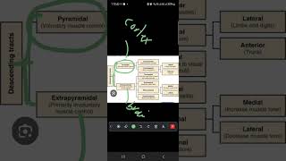 Descending pyramidal tracts Part 1 [upl. by Rabassa608]