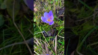 Crocus speciosus çiğdem haarlem autumn [upl. by Guenevere]