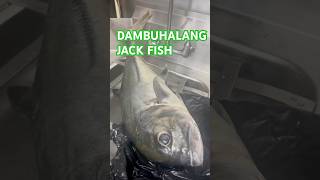 DAMBUBALANg JACK FISH HULI travel bermudaisland fishingtechniques jackfish EwayRomel [upl. by Cogn]