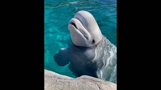 This fish is friendly with humans shortvideos facts amazingfacts [upl. by Cai900]