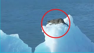 A puma on an iceberg in Patagonia Argentina [upl. by Drwde190]