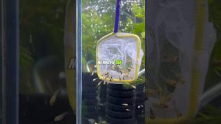 Pez Molly Balón ¡Parió en la bolsa😳🐡 bettafishtanks peces aquariumtanks pez bettafish snail [upl. by Aidil]