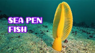 Sea Pen Fish  Pennatulacea  Sessiliflorae [upl. by Sadler]