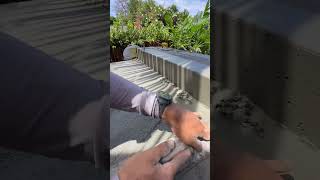 Scrubbing concrete after backsplash form is stripped on concrete countertop [upl. by Heilner]