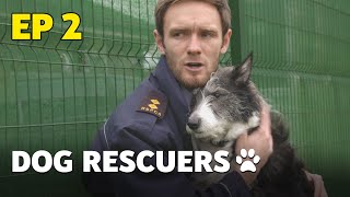 The Dog Rescuers Episode 2  Miracle Mutts  Full Documentary [upl. by Ammeg732]