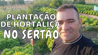 PLANTAÇÃO DE HORTALIÇAS NO SERTÃO [upl. by Bound]