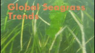 Seagrass [upl. by Binnings]