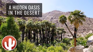 Borrego Palm Canyon Trail Hike 4K  AnzaBorrego Desert State Park California [upl. by Eicram]