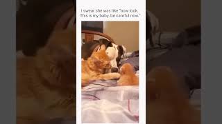 🤣She told Bro to Chill 😅😭funny viral catvideos [upl. by Nahpos]