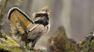 Voices Ruffed Grouse [upl. by Carla]