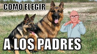 PRIMER PASO PARA ELEGIR A LOS PADRES DE UN CACHORRO PASTOR ALEMÁN [upl. by Haet351]