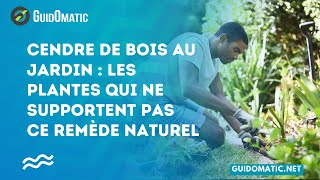 👉 Cendre de bois au jardin  Les plantes qui ne supportent pas ce remède naturel [upl. by Aidni]