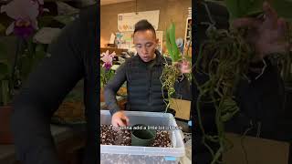 How to Repot Your Orchid [upl. by Gnoz]