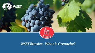 WSET Bitesize  What Is Grenache [upl. by Okorih]