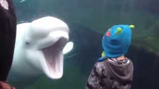 Kid scared of Beluga Whale [upl. by Fillander807]