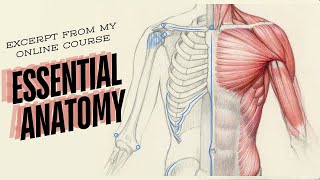 Excerpt from my online course Essential Anatomy [upl. by Raynah]