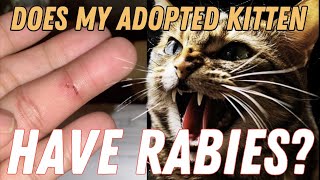 OMG My New Kitten Bit Me Am I DYING from RABIES 😱 [upl. by Anatnom]