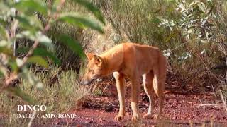 The Pilbara  Karijini Part 1 Dales Gorge [upl. by Starobin]