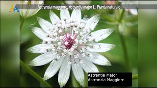 Astranzia maggiore Astrantia major L Pianta naturale [upl. by Mccourt]