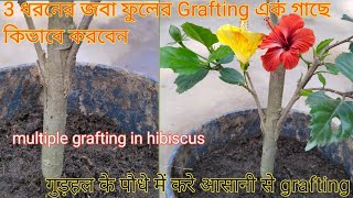 Step by Step Guide to Multiple Grafting Hibiscus Plants [upl. by Ailaham677]