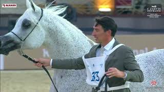 KIAHF 2024 Arabian Peninsula Horse Show Class 9 [upl. by Sanyu]