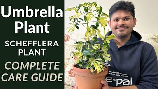 Umbrella Plant Complete Care Guide  Schefflera plant Care Tips [upl. by Anirbys]