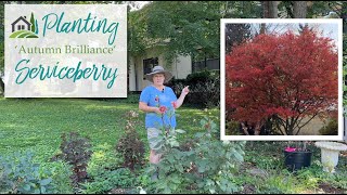 Planting an Autumn Brilliance Serviceberry  ❤️🌳❤️ [upl. by Rahmann]