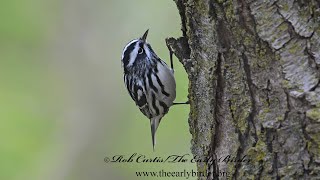 Mniotilta varia BLACK amp WHITE WARBLER foraging 9076535 [upl. by Yadsendew]