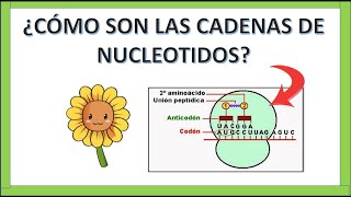 CADENAS DE NUCLEÓTIDOS CODONES Y ANTICODONES 🤨 [upl. by Nonaihr]