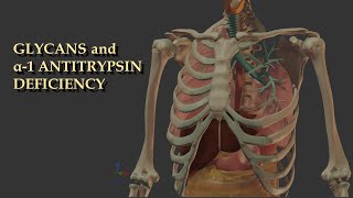 Alpha1 Antitrypsin Deficiency Trapped in the ER [upl. by Martguerita]