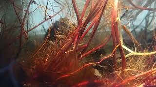 Bedside Pond Amphipod Action [upl. by Kee]