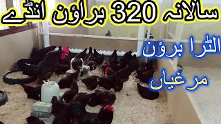 Ultra Light Brown Chickens  Hen Egg Farming in Pakistan [upl. by Mia]