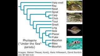 Phylogeny Under the Sea parody demo [upl. by Autum]