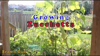 Growing Zucchetta Tromboncino Squash [upl. by Annoif255]