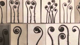 Curator Introduction to Karl Blossfeldt [upl. by Ymereg]