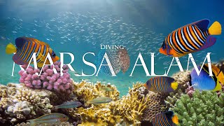 Diving Marsa Alam Red Sea Egypt 2023 4k  Sony A7SIII  Nauticam NAA7SIII [upl. by Calandria]