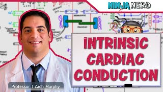 Cardiovascular  Electrophysiology  Intrinsic Cardiac Conduction System [upl. by Mccarthy]