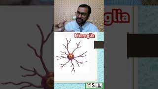 Microglia nursingcompetition nursingnotes [upl. by Amisoc]