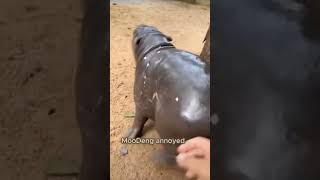 Pigme Hippo Moo Deng Resisting Zookeepers touch [upl. by Bove668]