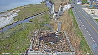 Duke Encourages Daisy to Lay First Egg  Barnegat Light Osprey Cam Highlight [upl. by Eimilb]