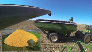 2013 Dryland Corn Harvest 1 [upl. by Genni]