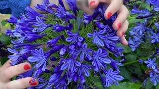 Agapanthus evergreens Why we love these favourite perennials and how we grow and care for them [upl. by Audrey864]